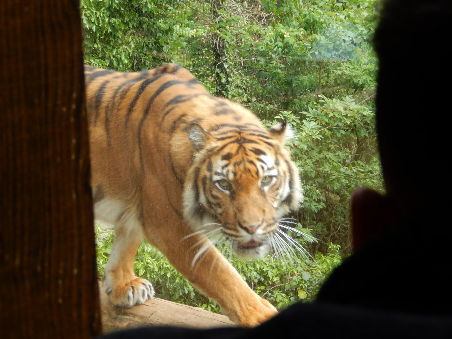 21/5/2017 - Female Sumatran Tiger