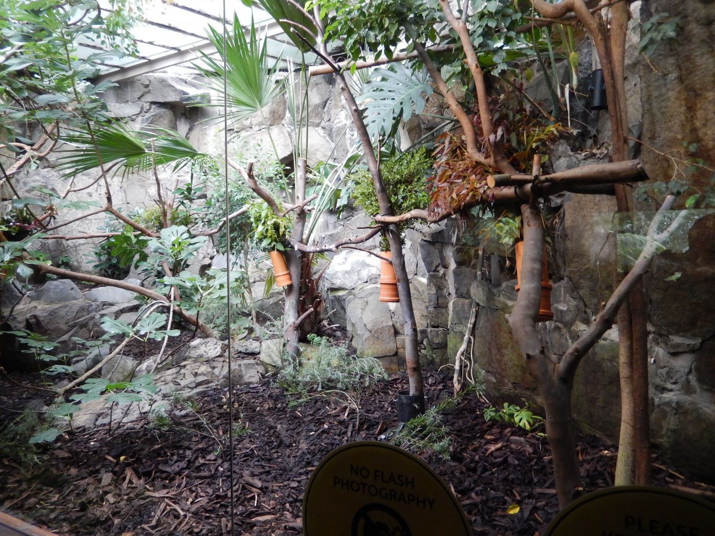 21/5/2017 - First Koala Habitat