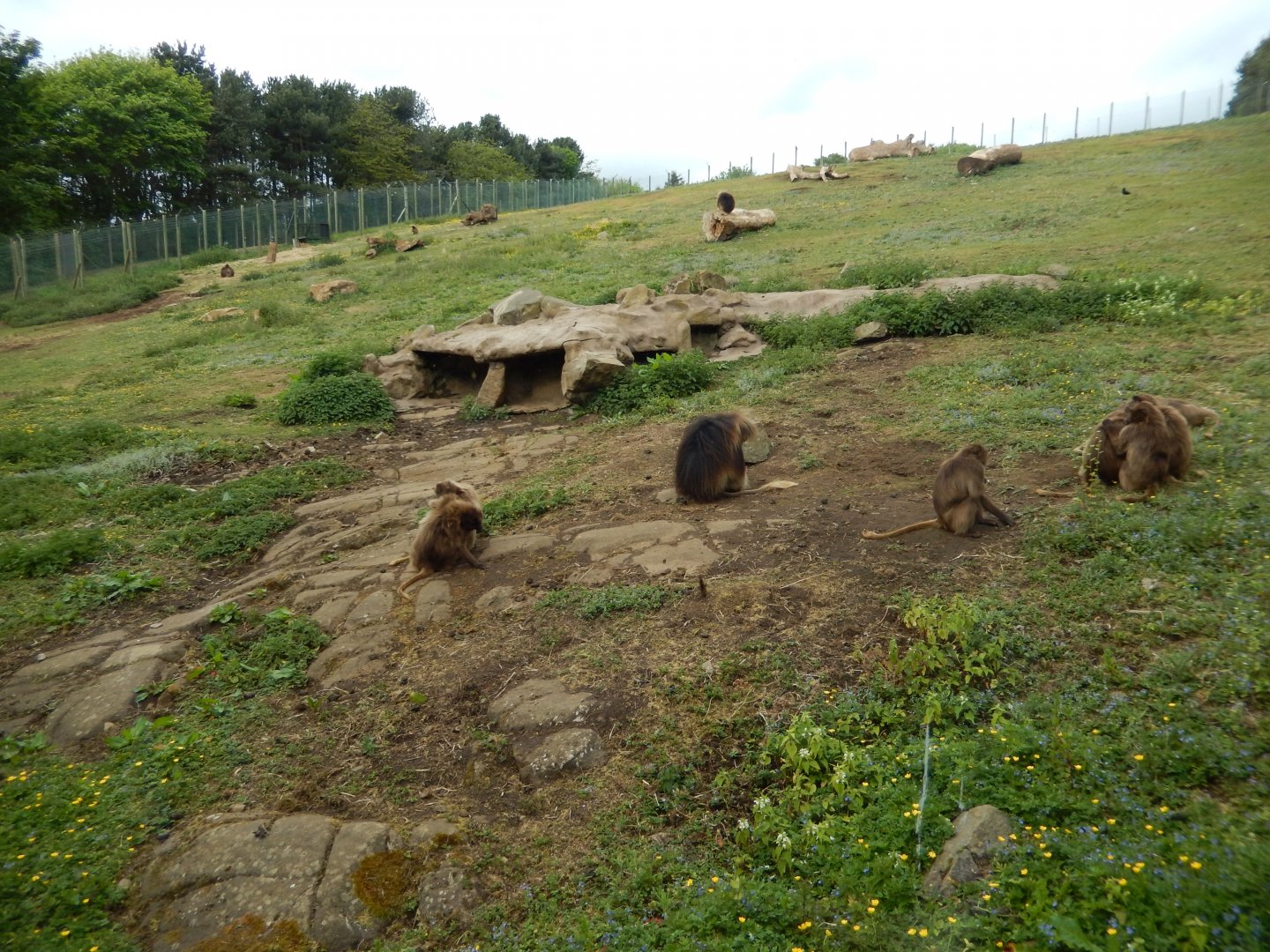 21/5/2017 - Gelada Habitat