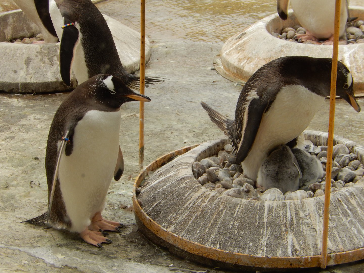 21/5/2017 - Gentoo Penguins and Chicks