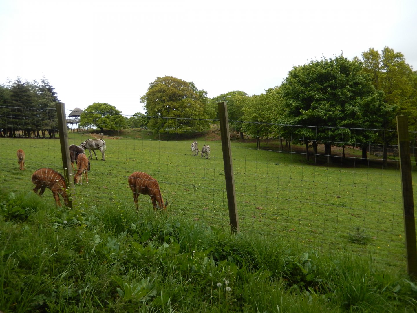 21/5/2017 - Grevy's Zebra/Nyala Savannah