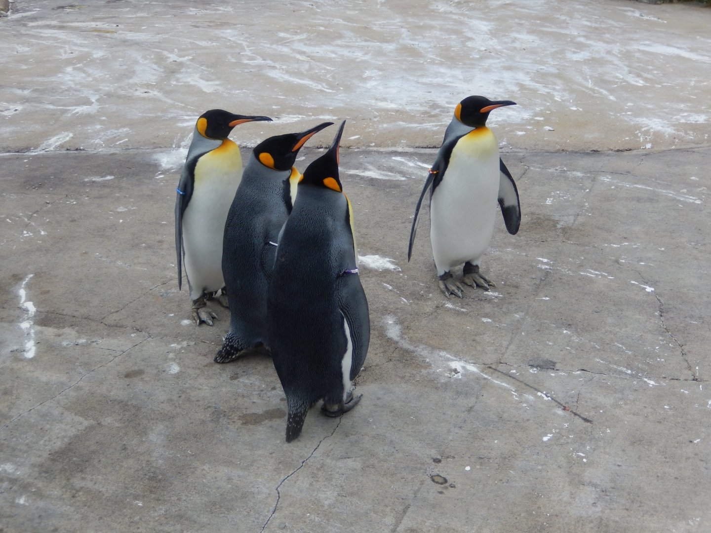 21/5/2017 - King Penguins