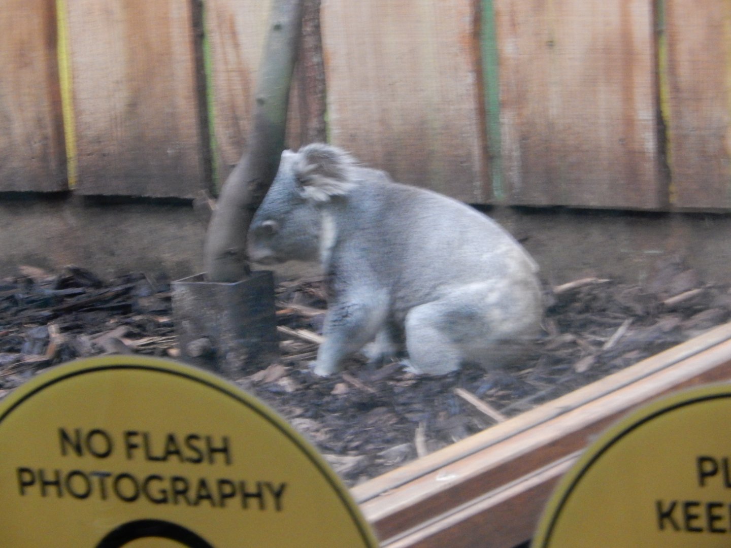 21/5/2017 - Koala Awake and on the Ground (!)