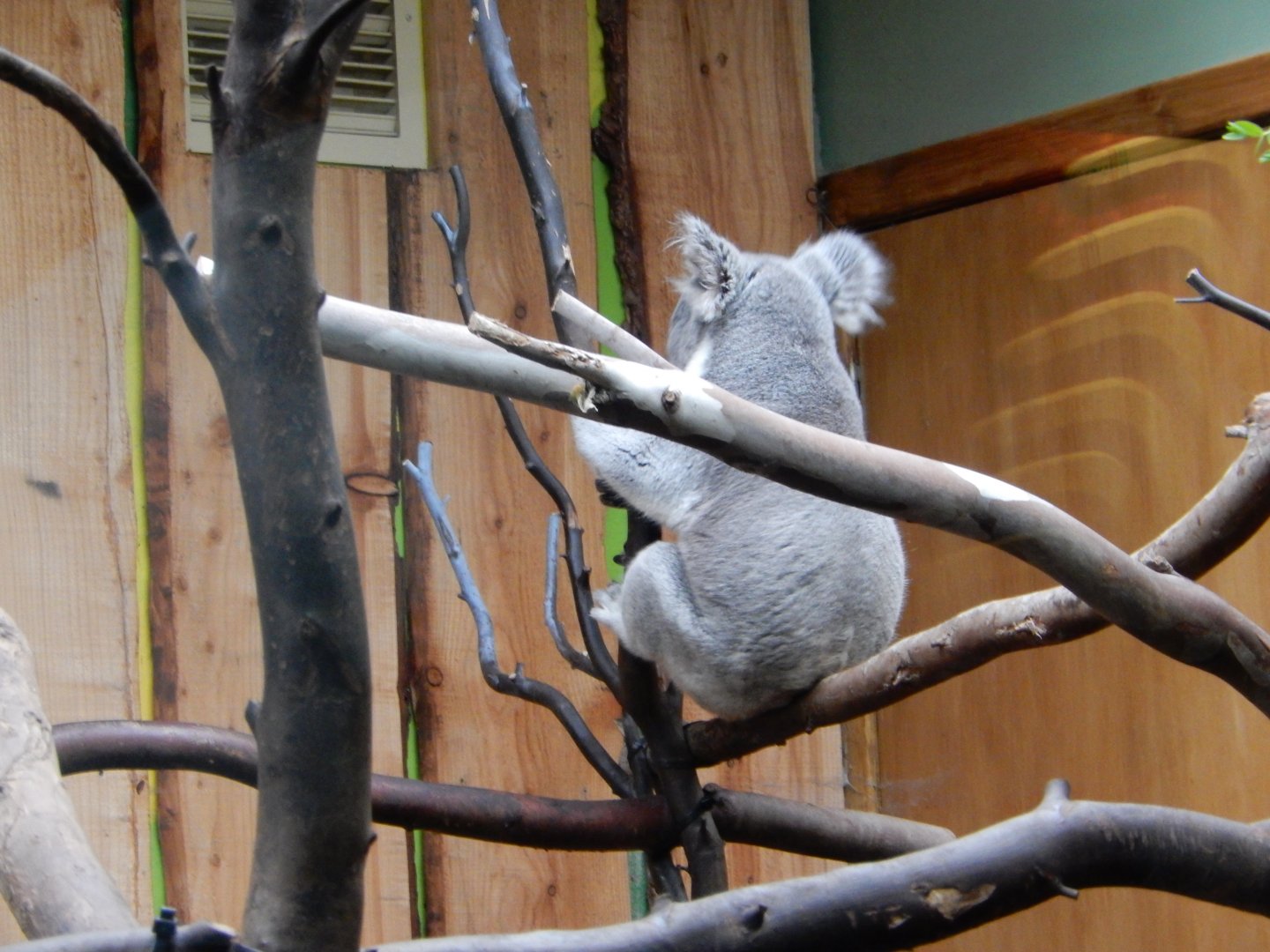 21/5/2017 - Koala Awake