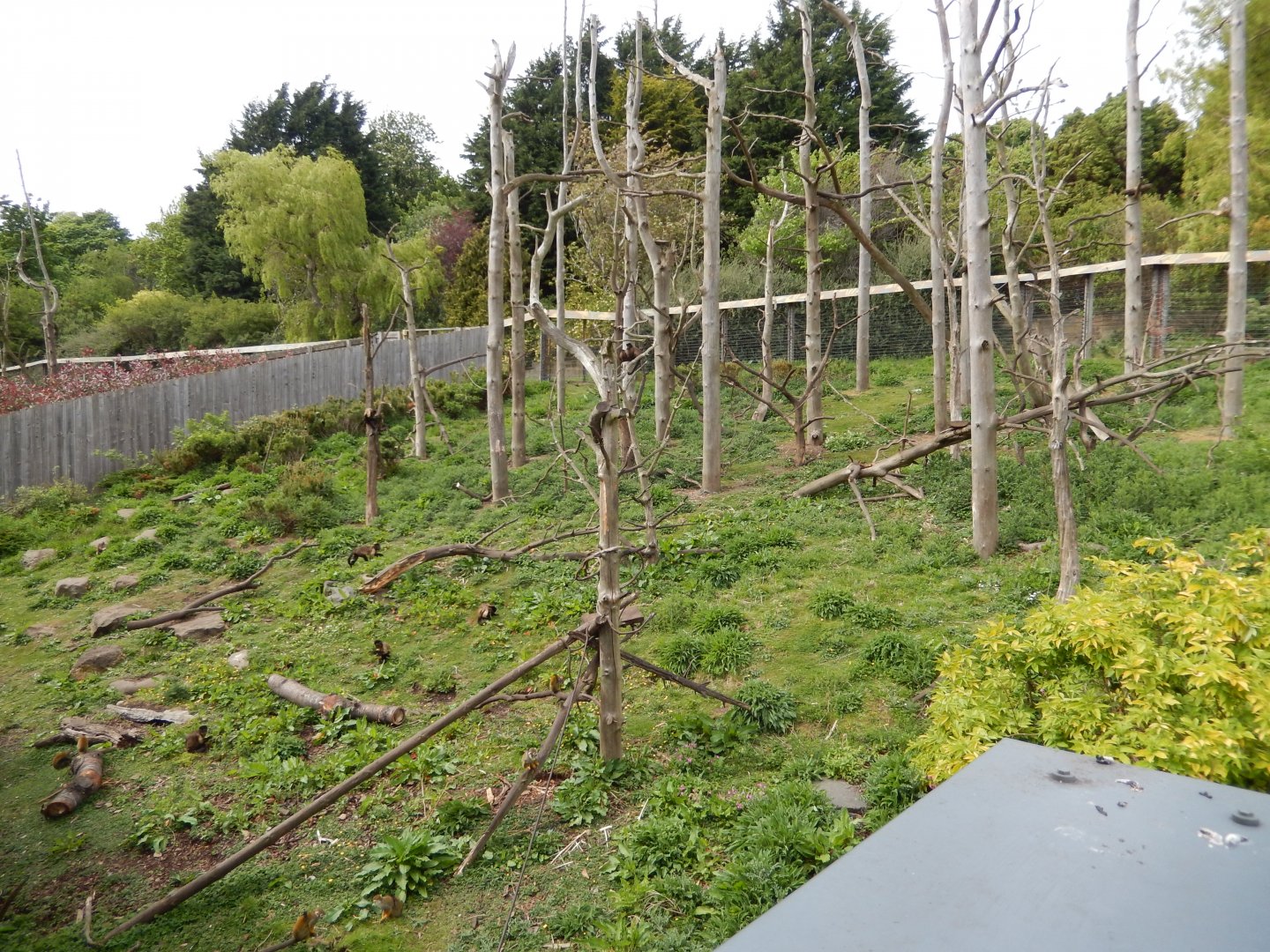 21/5/2017 - Living Links Outdoor Habitat