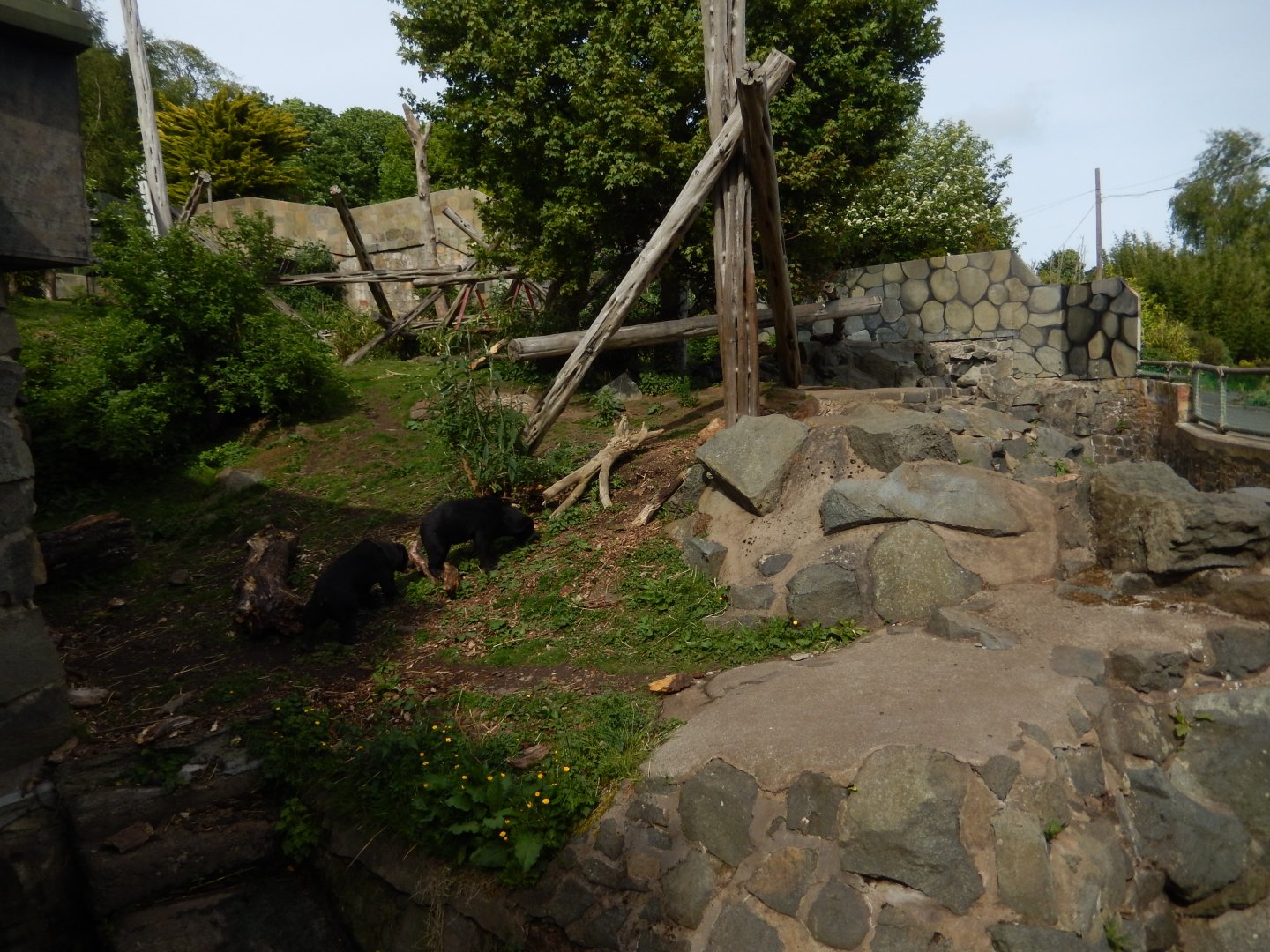 21/5/2017 - Malayan Sun Bear Habitat