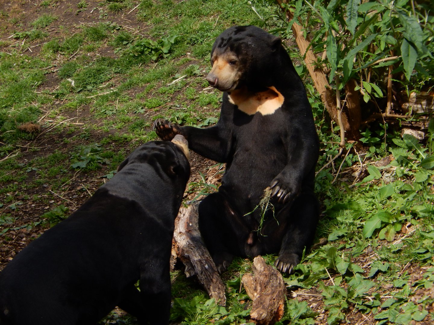 21/5/2017 - Malayan Sun Bears