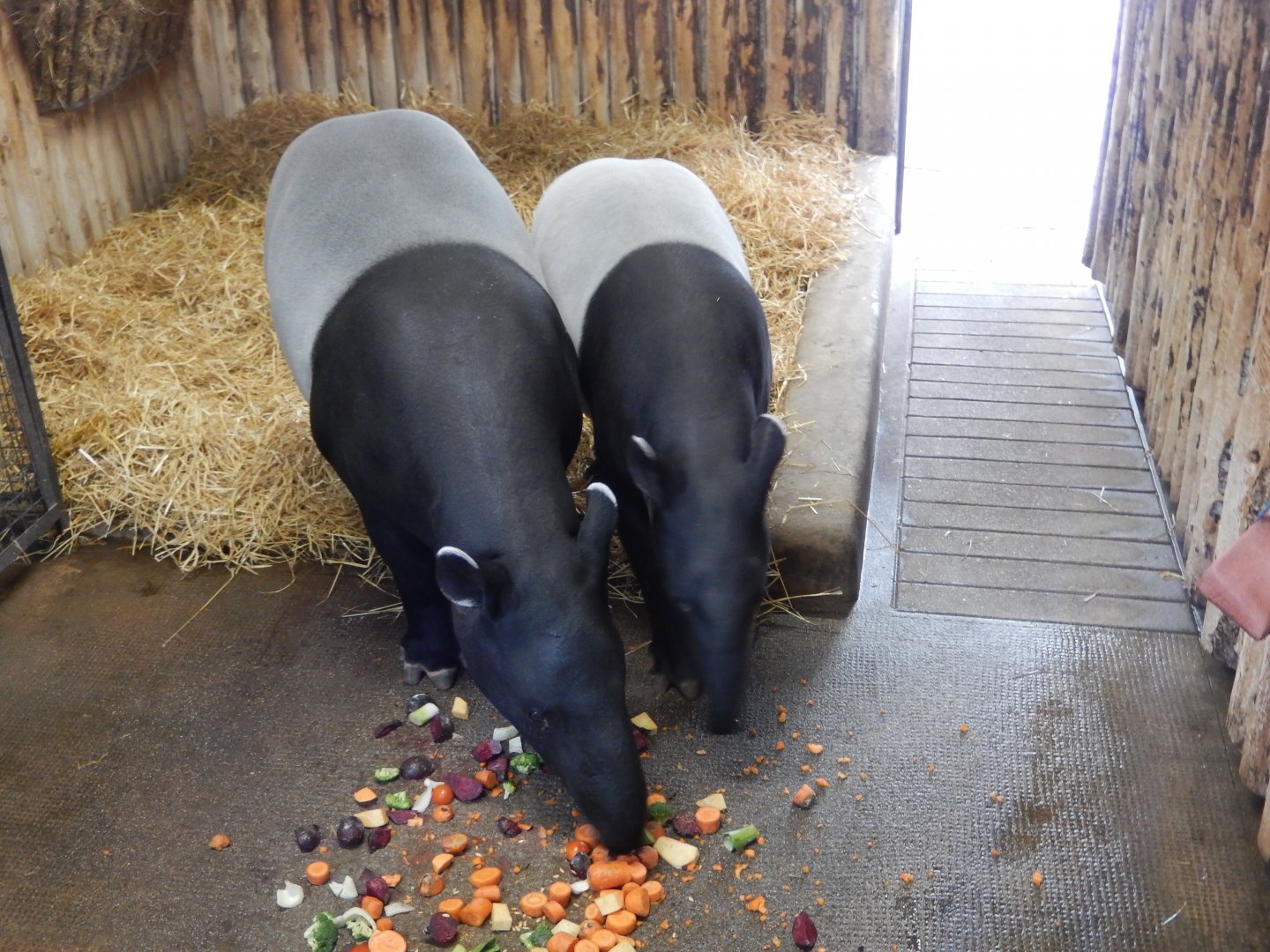 21/5/2017 - Malayan Tapirs
