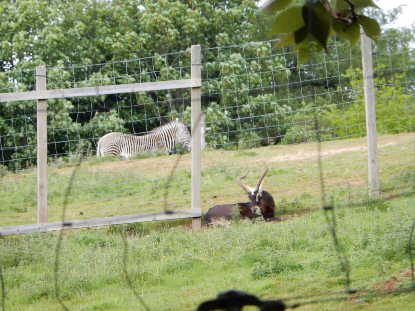 21/5/2017 - Male Nile Lechwe and Grevy's Zebra