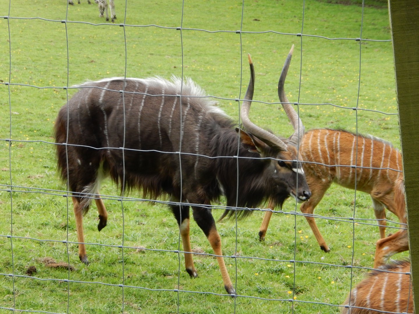 21/5/2017 - Male Nyala