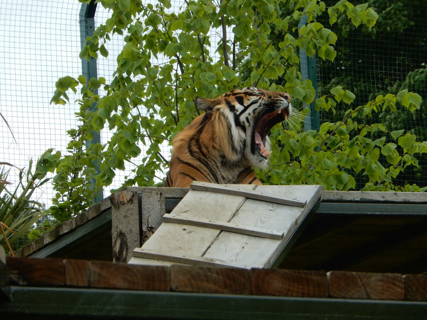 21/5/2017 - Male Sumatran Tiger