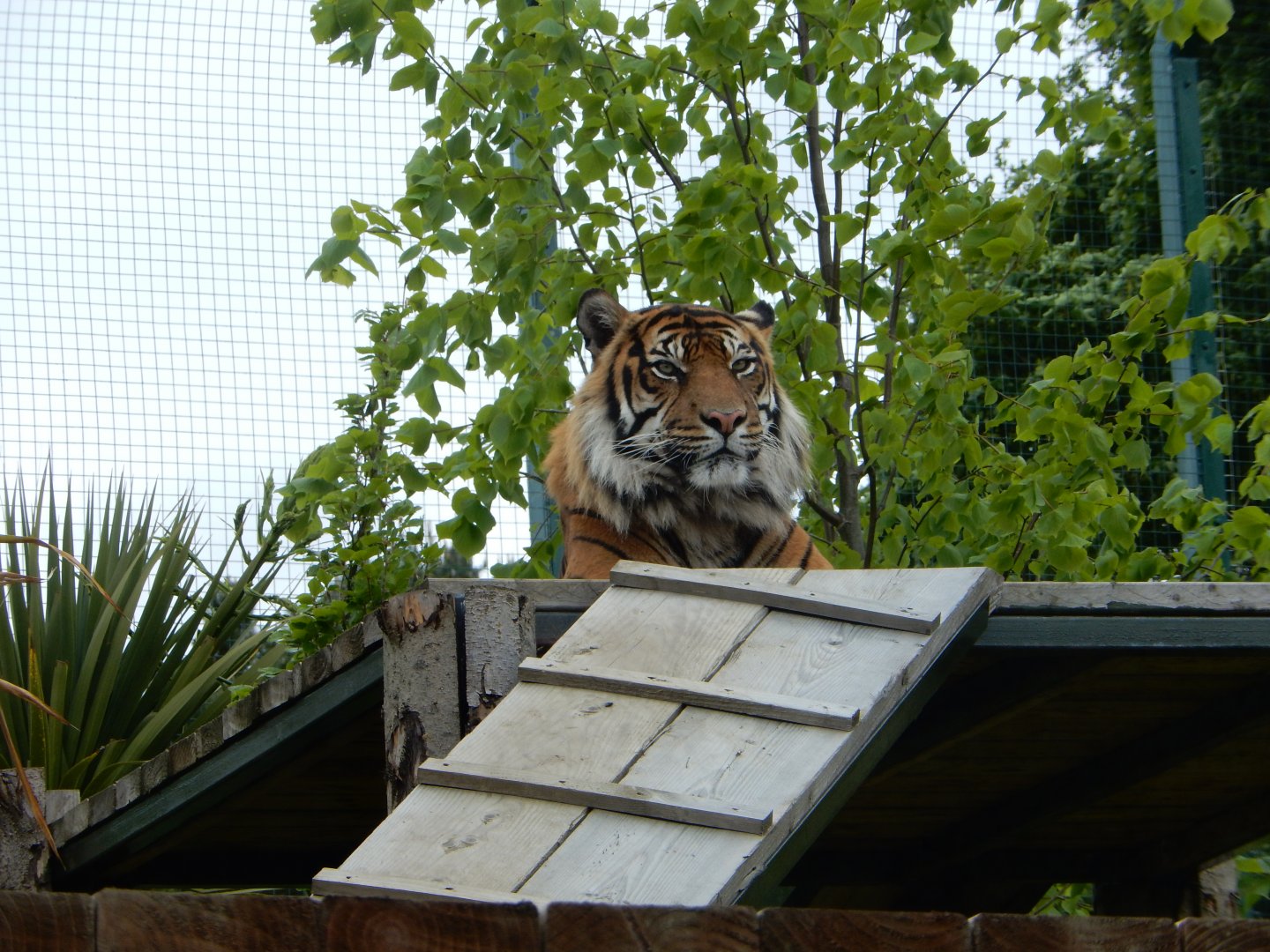 21/5/2017 - Male Sumatran Tiger