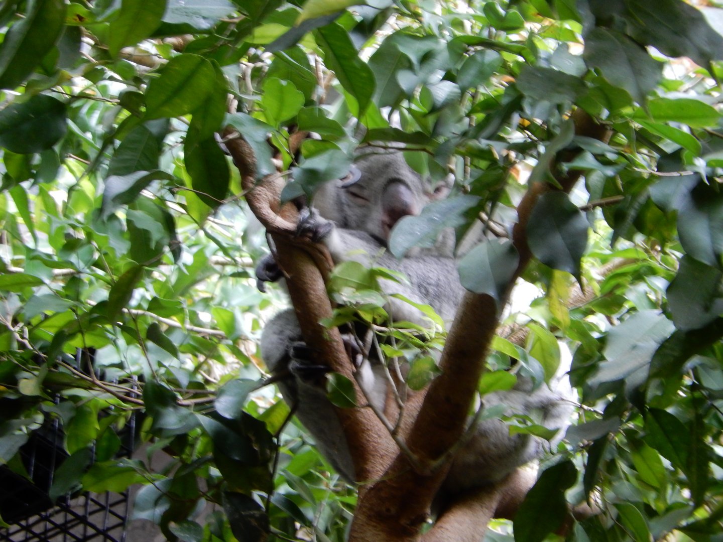 21/5/2017 - Peek Thru the Branches