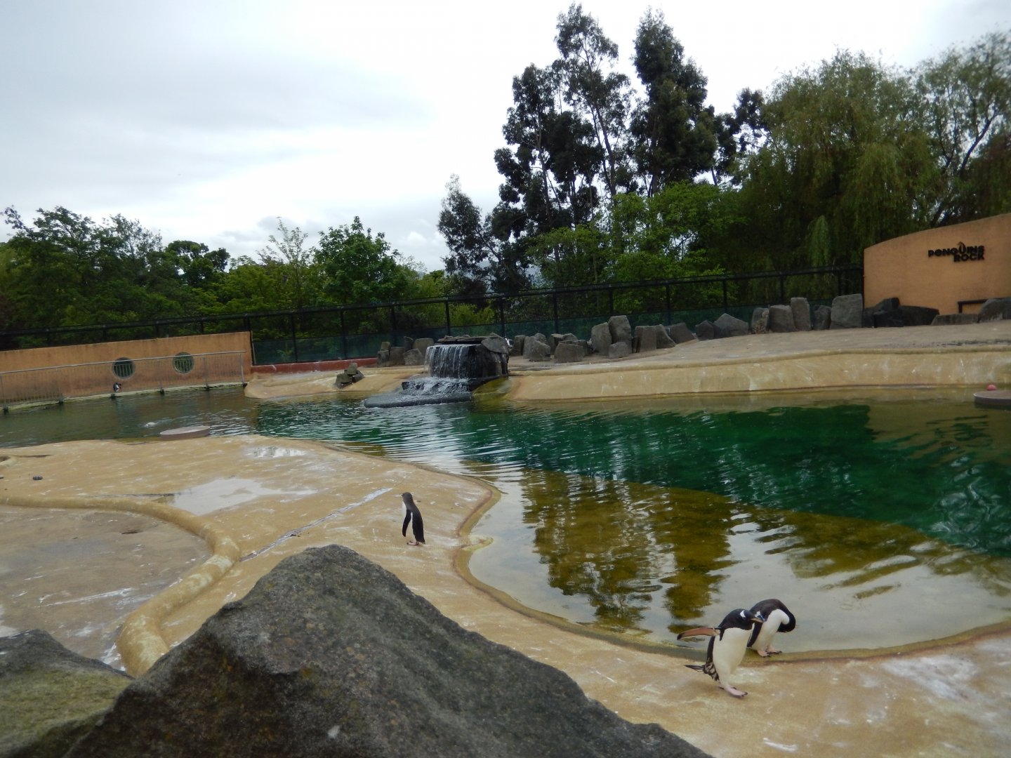 21/5/2017 - Penguins Rock