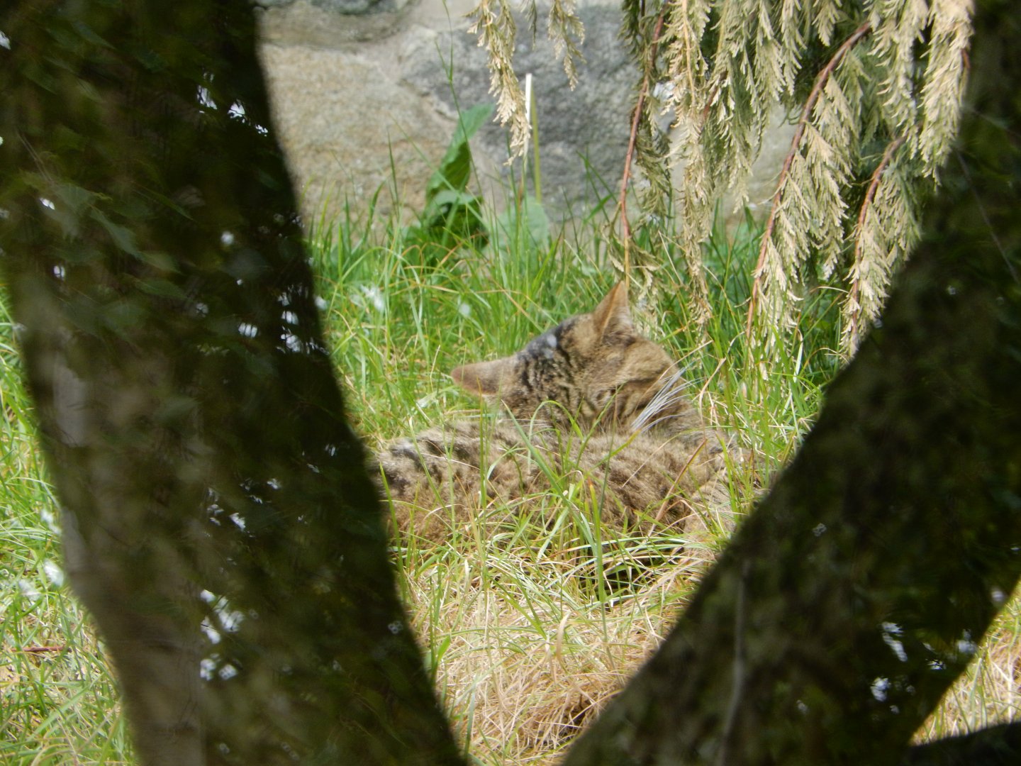 21/5/2017 - Scottish Wildcat
