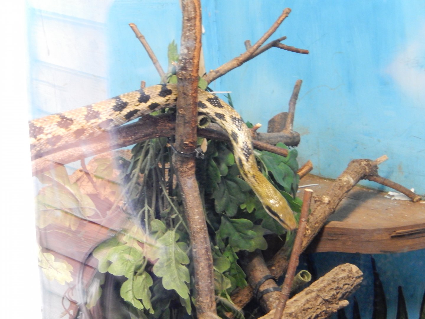 21/5/2017 - Taiwan Beauty Snake