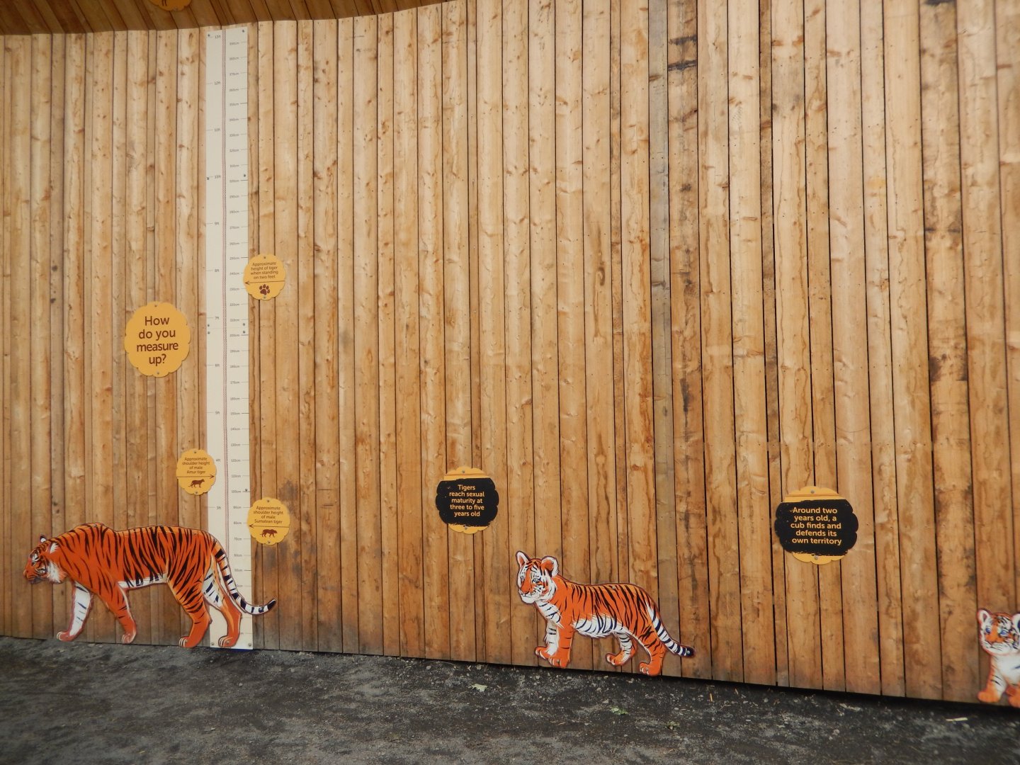 21/5/2017 - Tiger Tracks - Education Wall