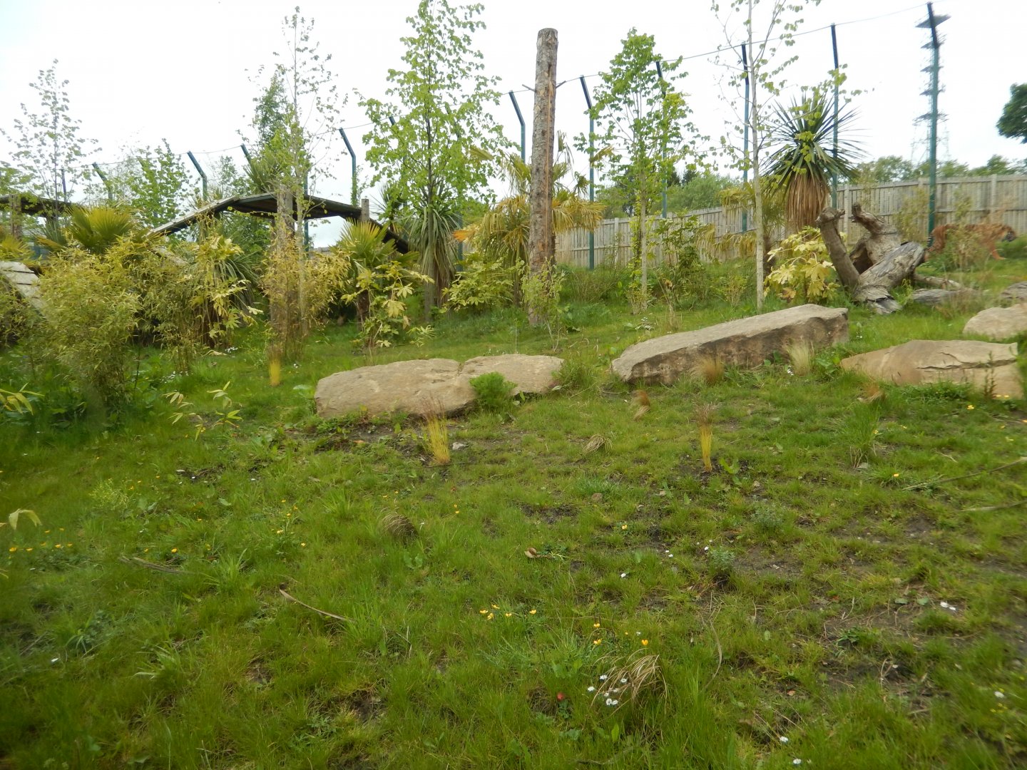 21/5/2017 - Tiger Tracks - Newer Exhibit