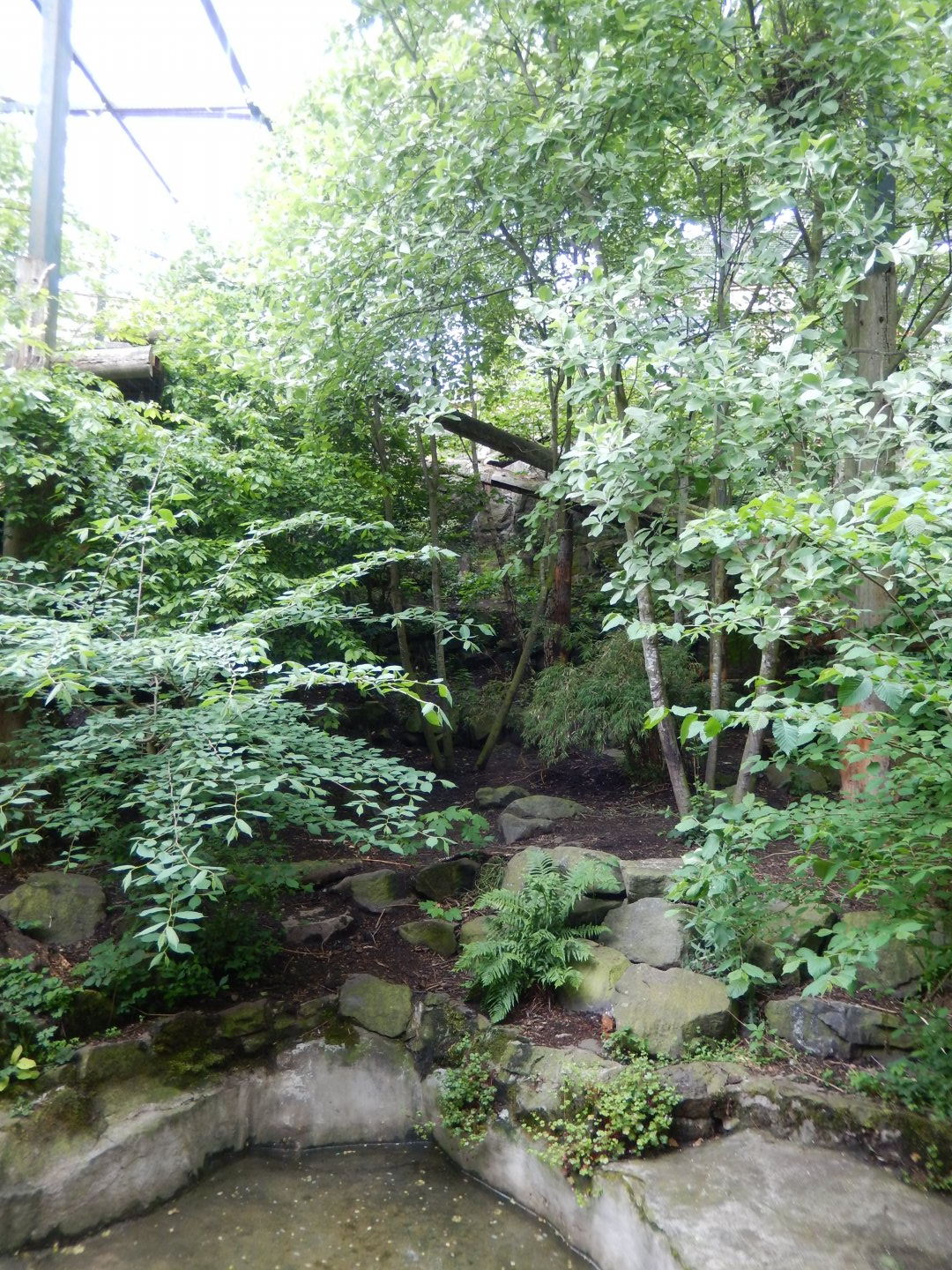 21/5/2017 - Tiger Tracks - Older Exhibit