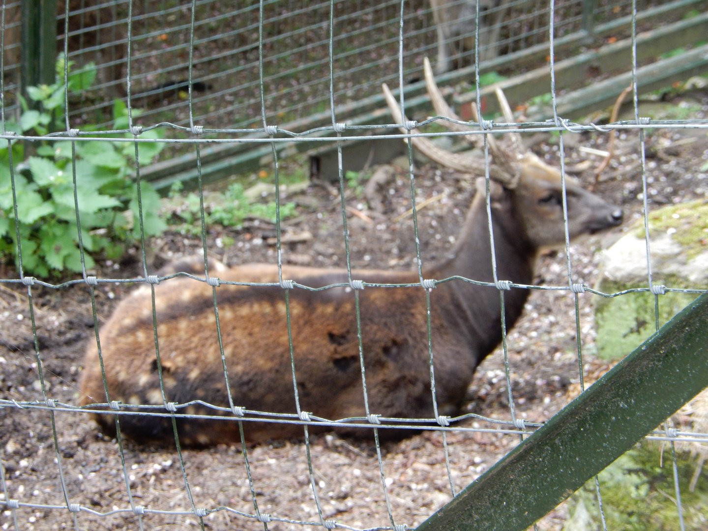 21/5/2017 - Visayan Spotted Deer