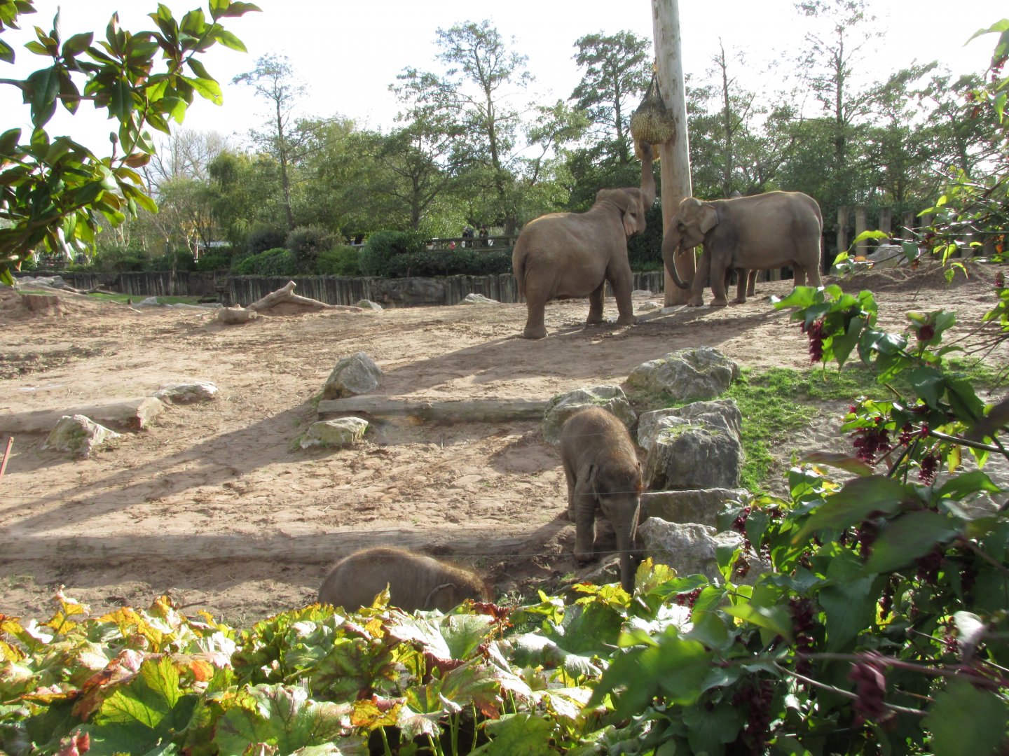 22/10/2017 Asian Elephants Feeding