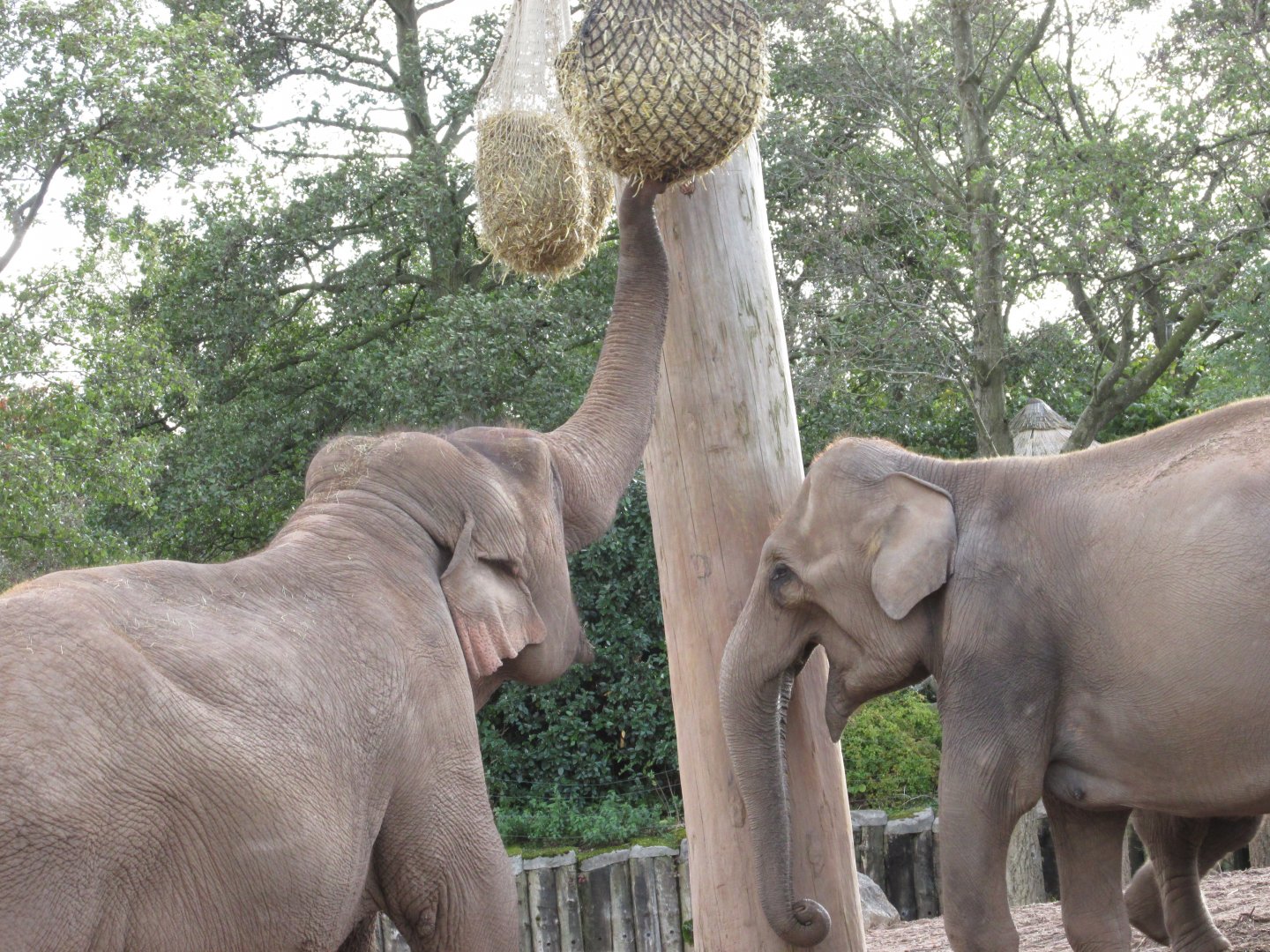 22/10/2017 Asian Elephants Feeding