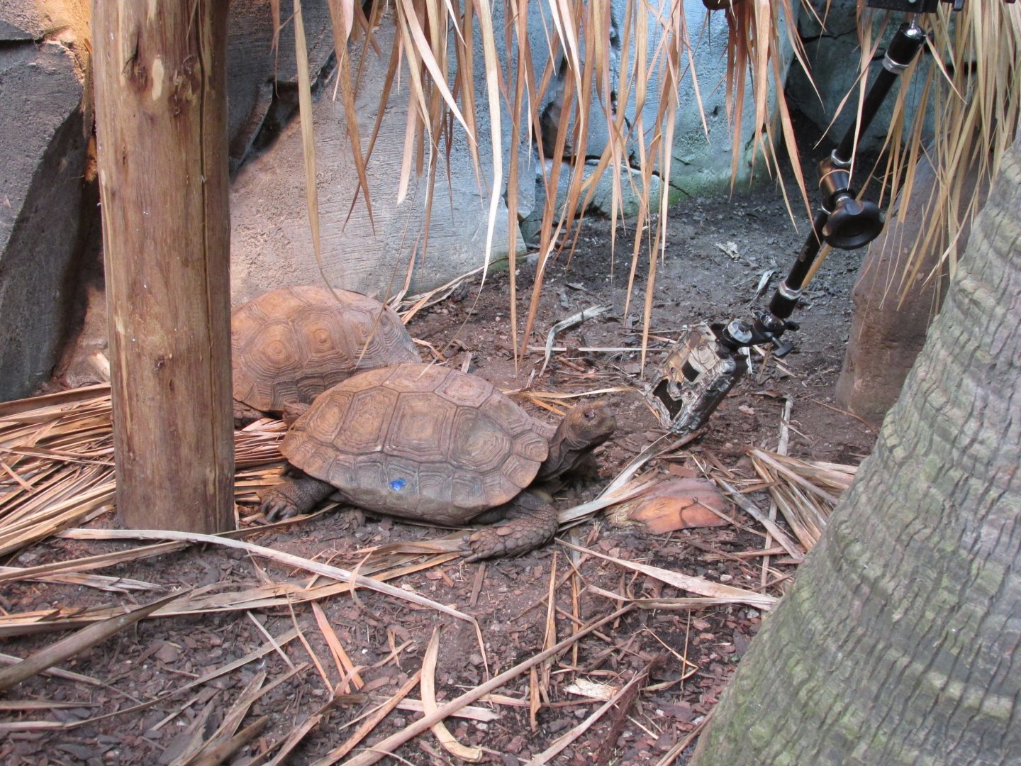 22/10/2017 Asian Forest Tortoise