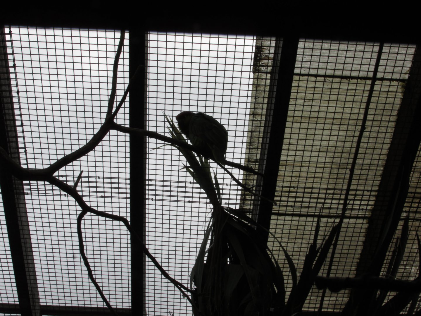 22/10/2017 Ecuadorian Amazon Parrot (First time I have ever seen one!)