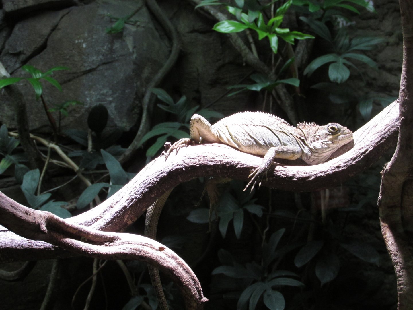 22/10/2017  Hypsilurus magnus