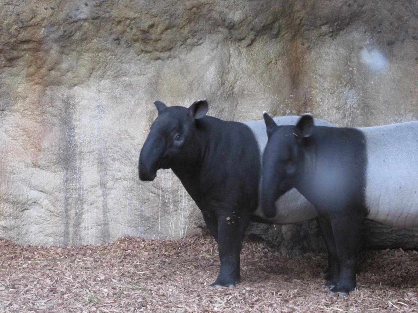 22/10/2017 Malayan Tapirs
