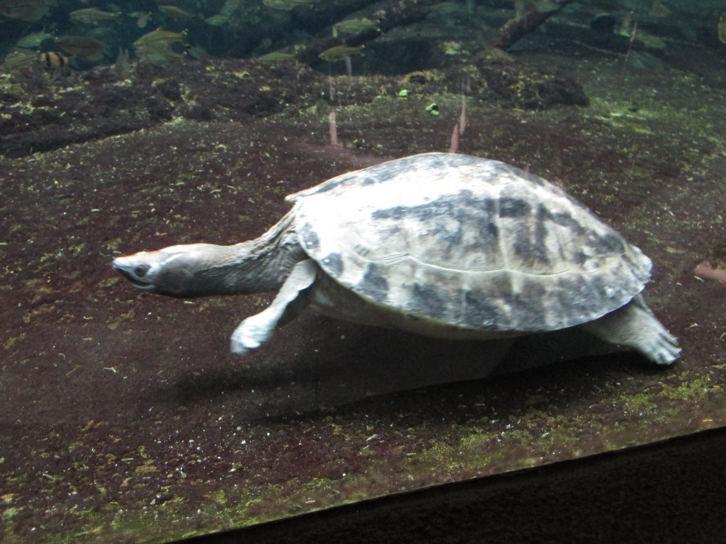 22/10/2017 Painted Batagur