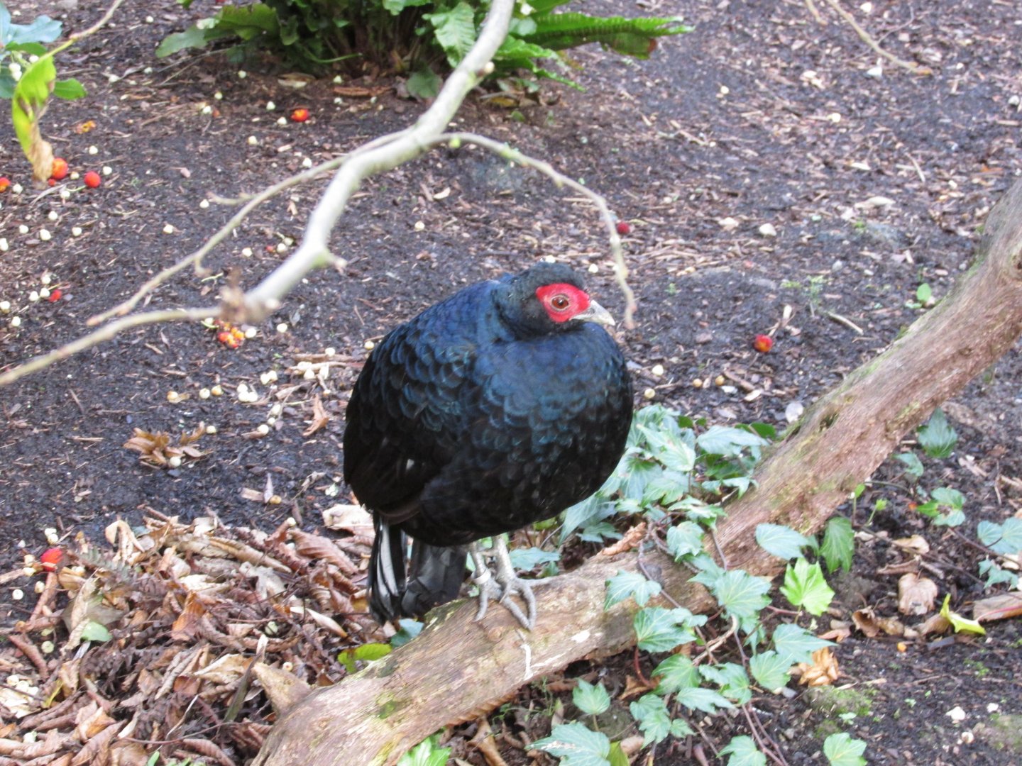 22/10/2017 Salvdori's Pheasant