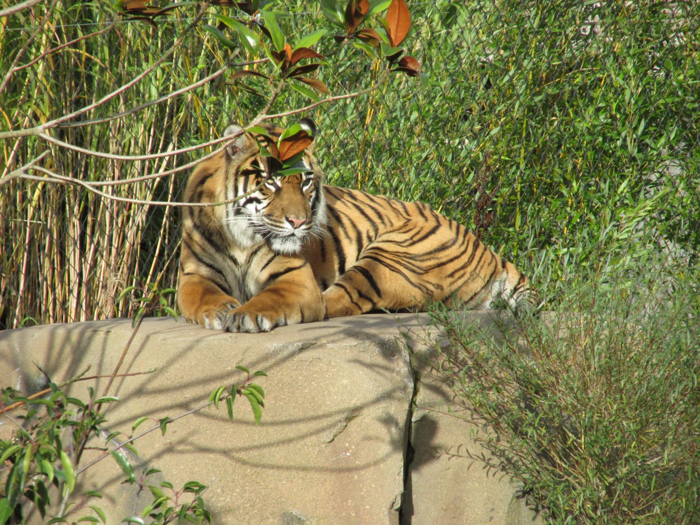 22/10/2017 Sumatran Tiger