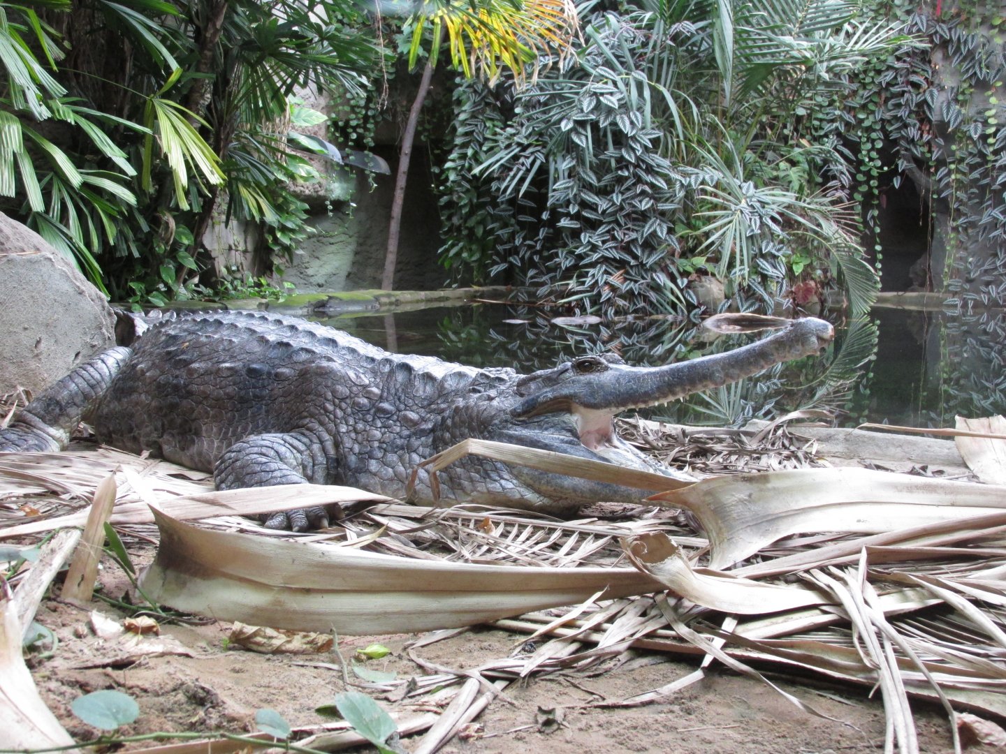 22/10/2017 Sunda Gharial
