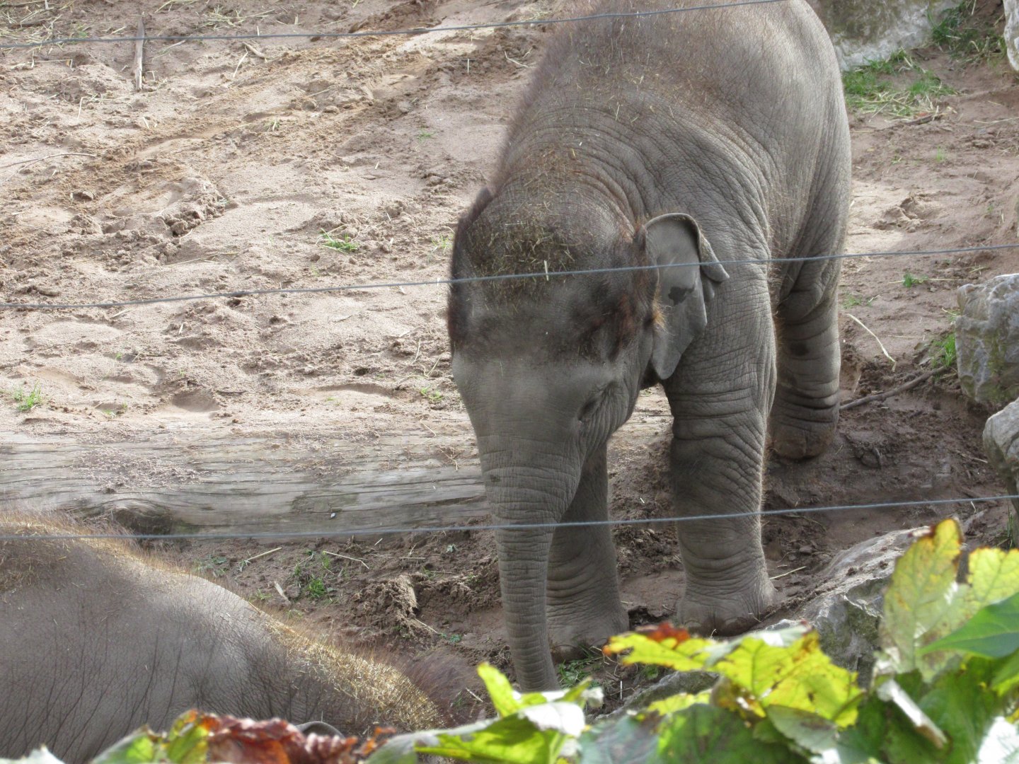 22/10/2017 Young Asian Elephant