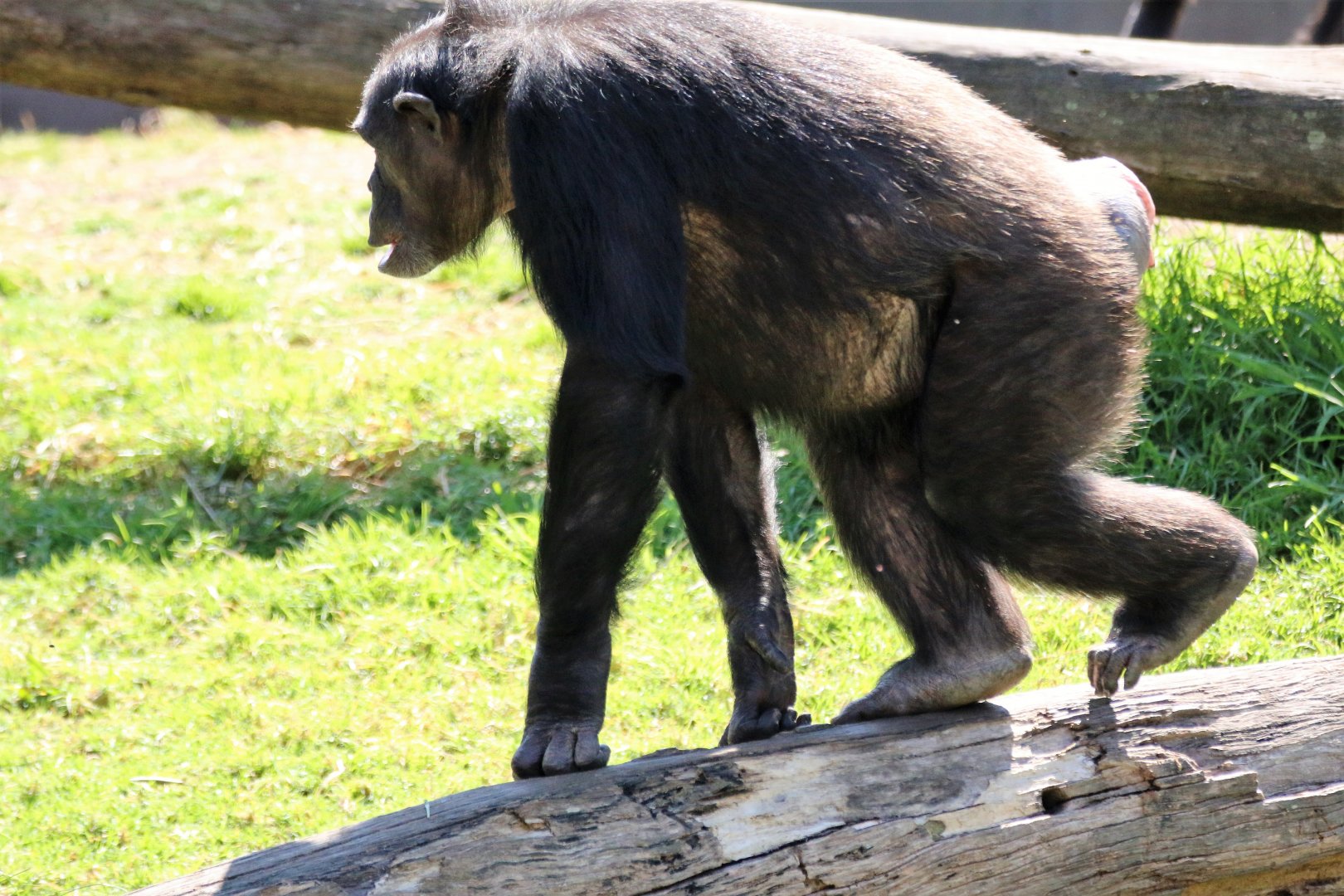 22092017 Taronga Zoo.  Lani