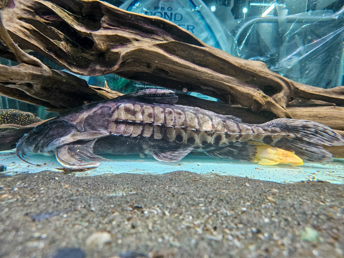 "24K Gold" Giant Talking Catfish (Megalodoras cf. uranoscopus 'Río Tocantins')