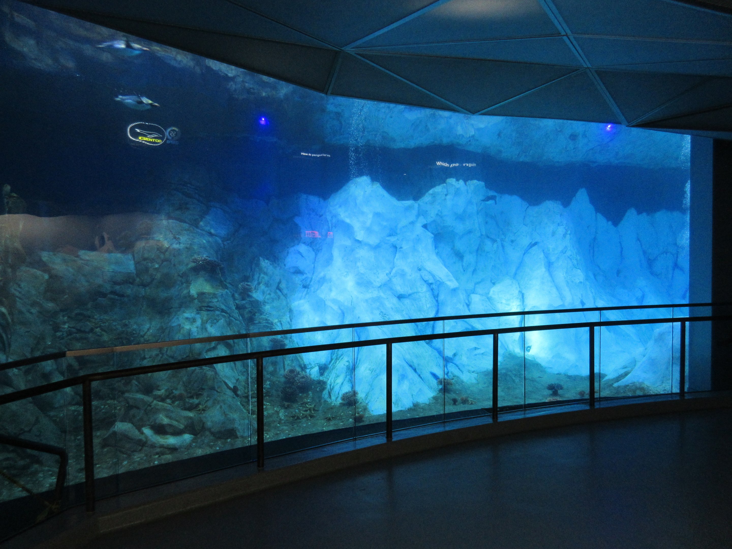 25-Foot Deep Pool (Penguin Conservation Center)
