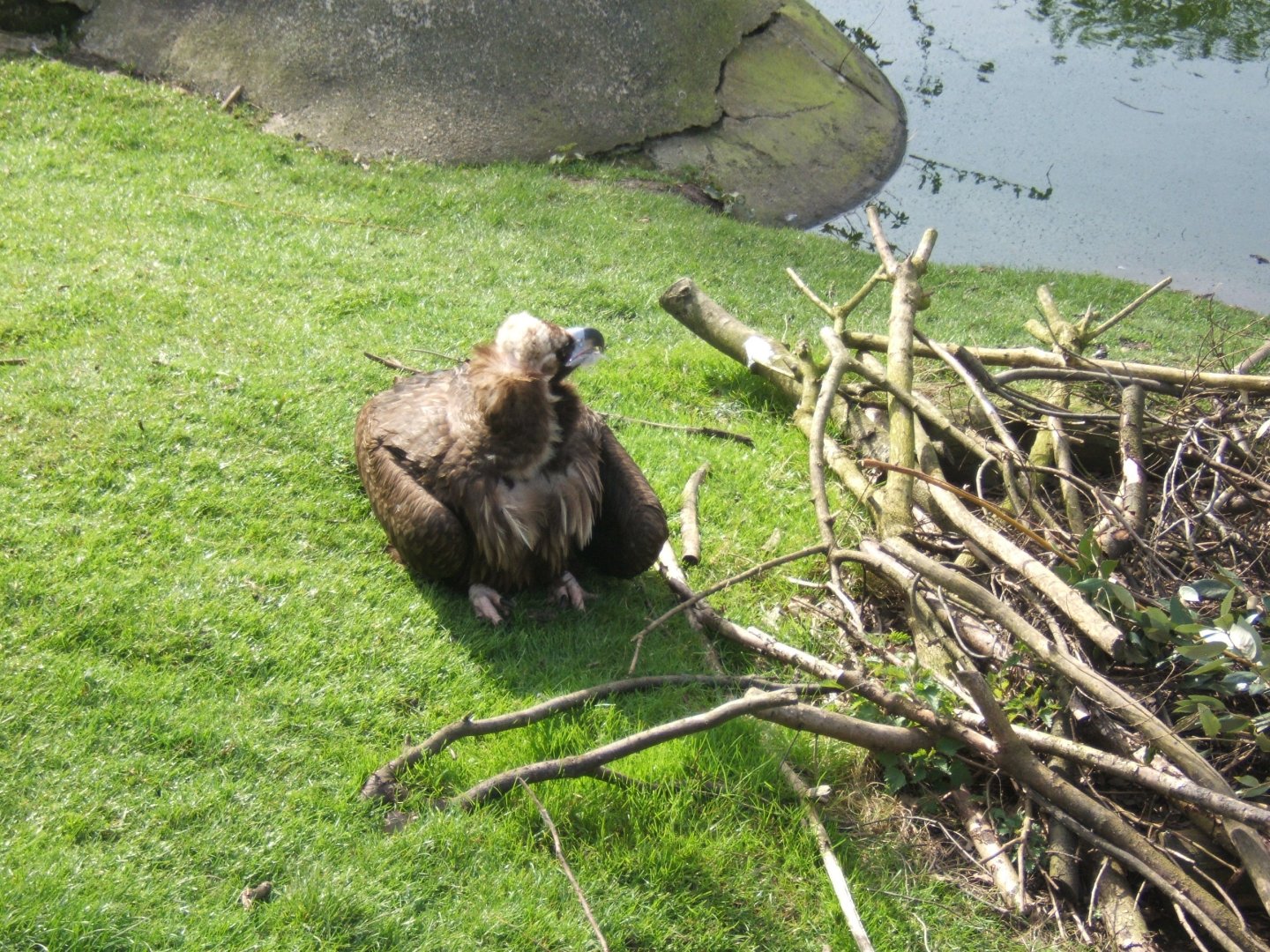 26/3/2017 European Black Vulture