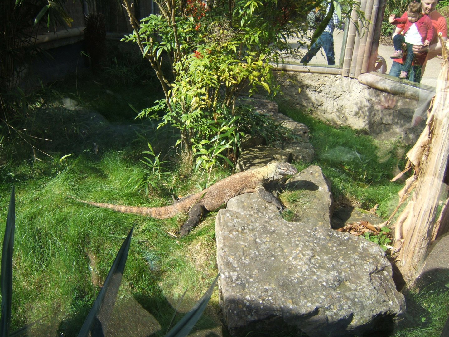 26/3/2017 Komodo Dragon