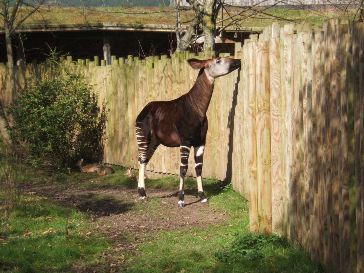 26/3/2017 Okapi and Kirk's Dik-dik