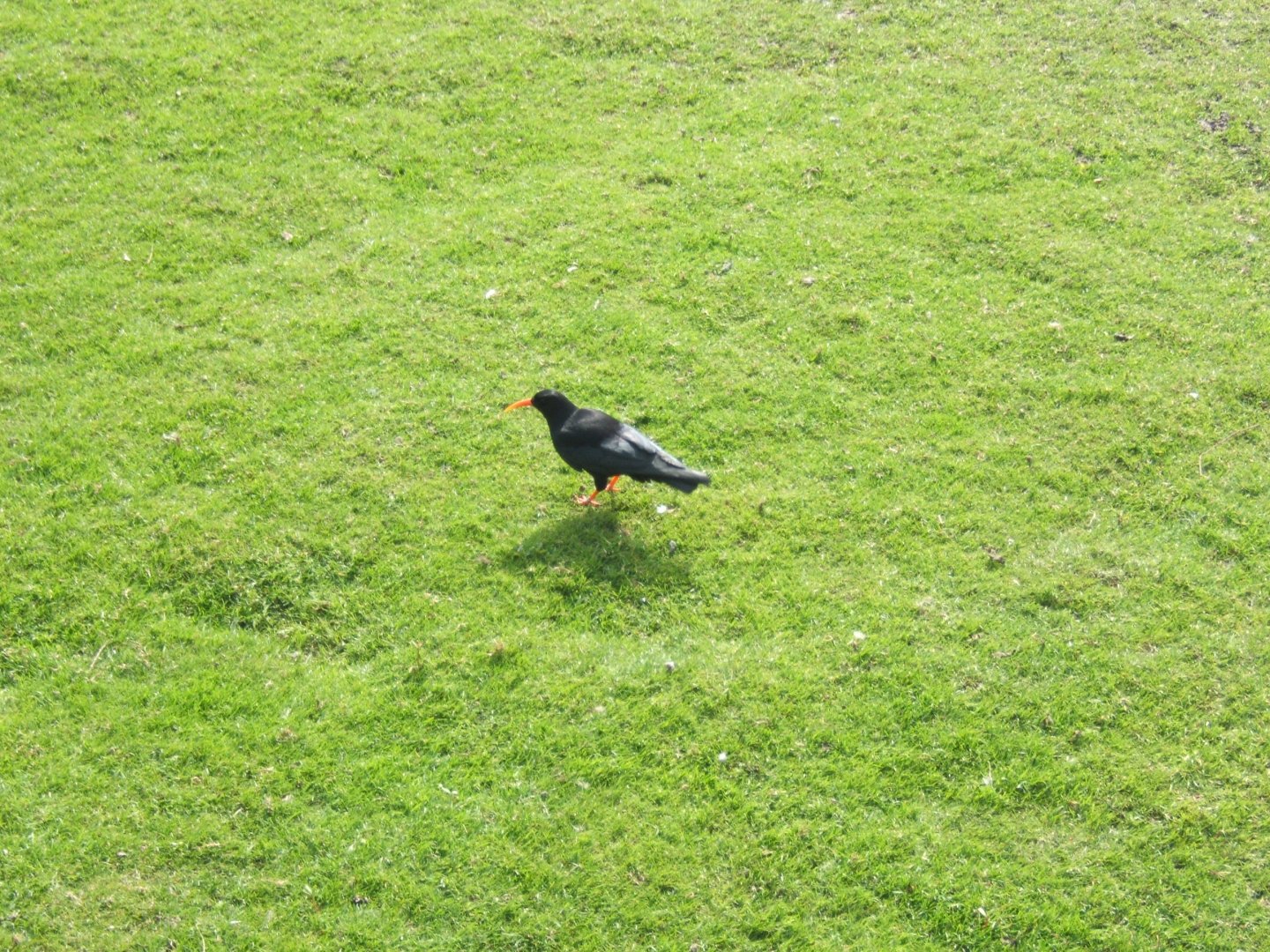 26/3/2017 Red-billed Chough