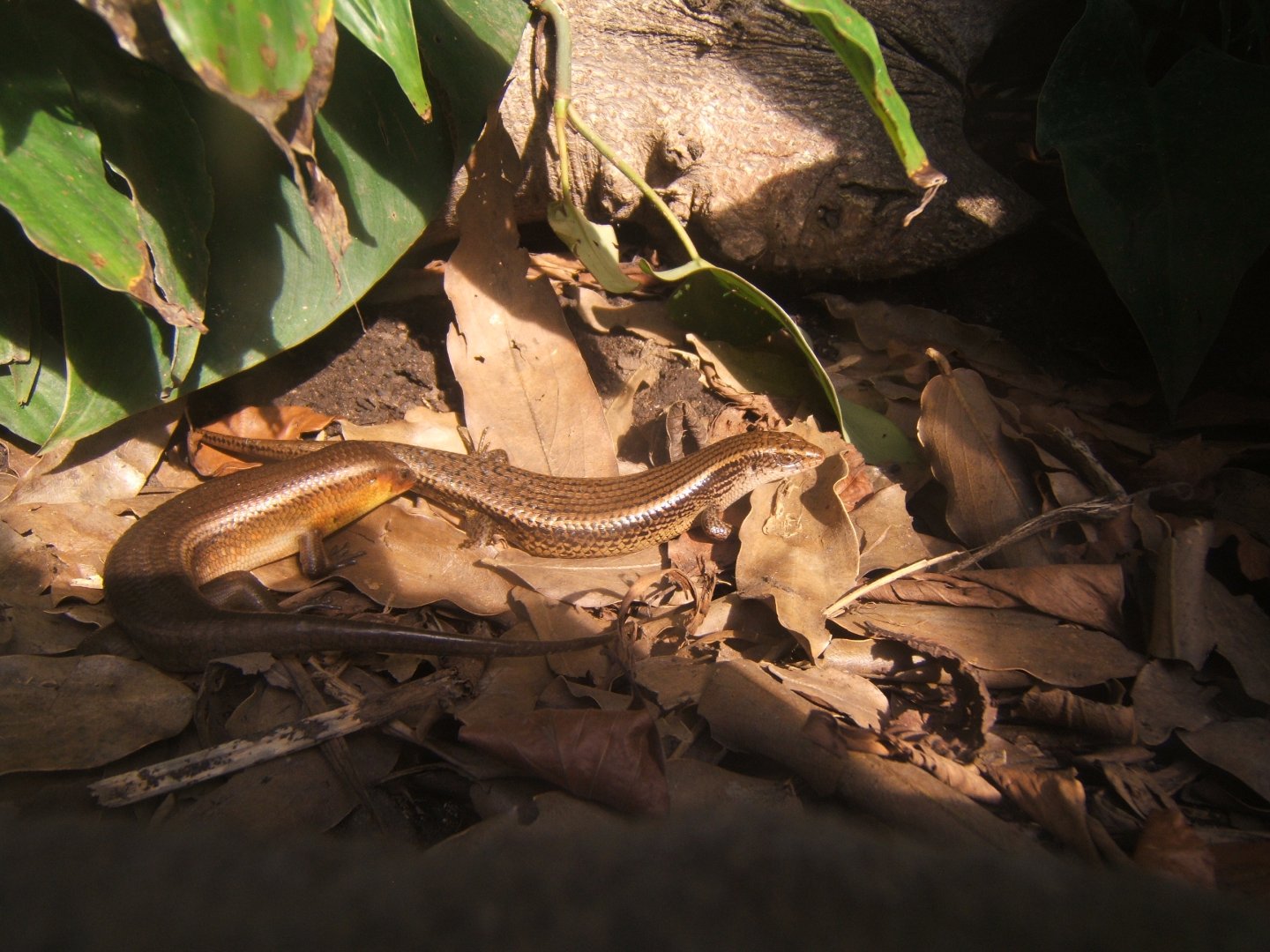 26/3/2017 Sun Skink (Eutropus multifasciata)