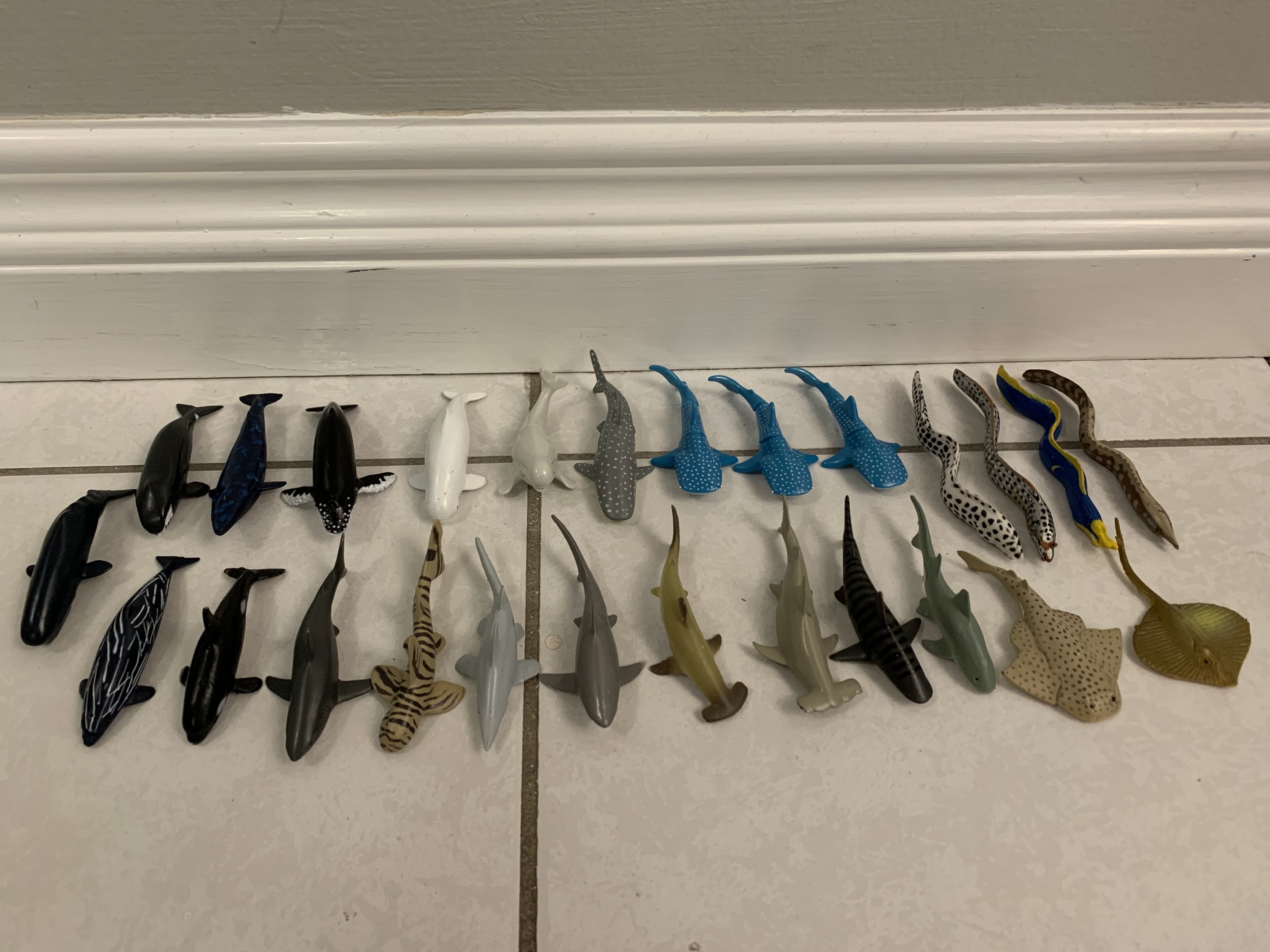 26 Cetaceans + Sharks + Eels + Stingrays