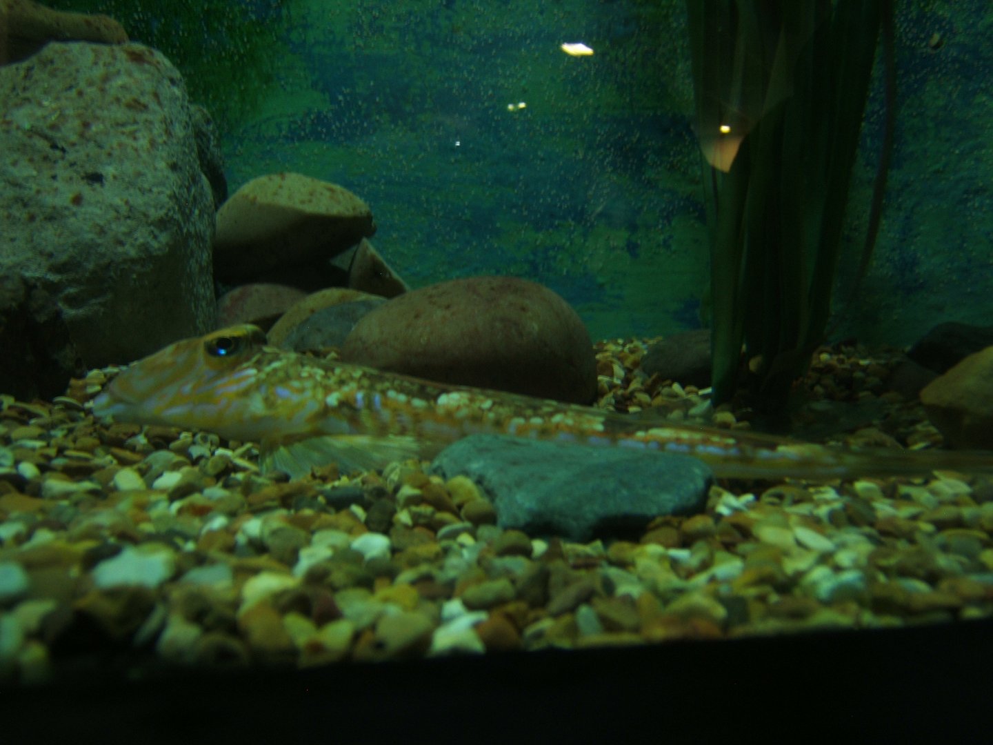 27/12/2016 Common Dragonet (Callionymus lyra)