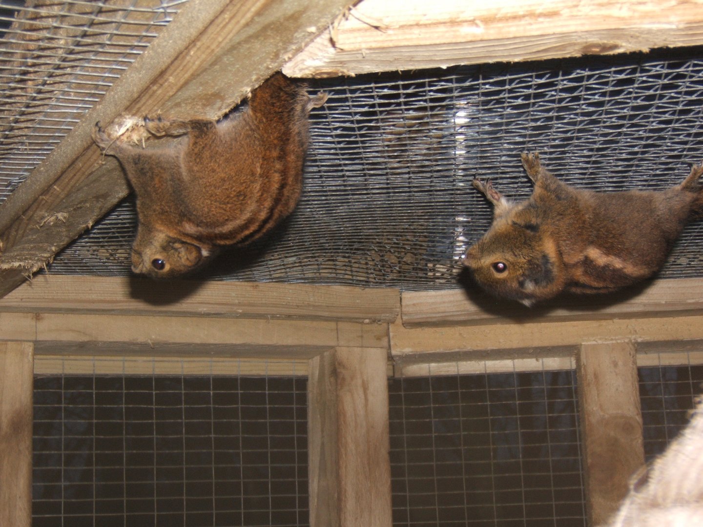 27/12/2016 Swinhoe's Striped Squirel