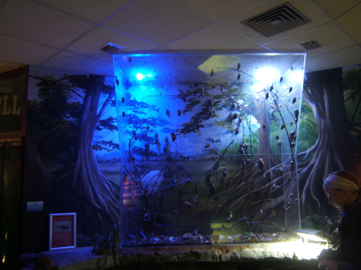 27/12/2016 View of Giant African Land Snail exhibit