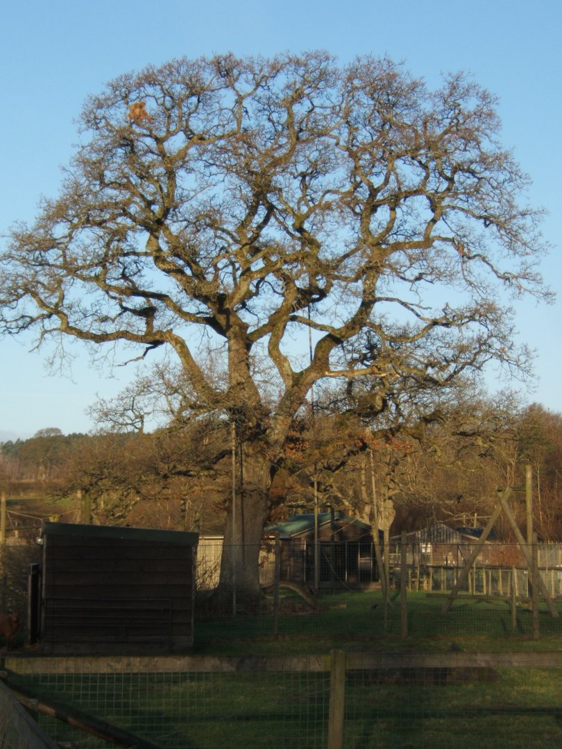 27/12/2016 View of Lar Gibbon enclosure