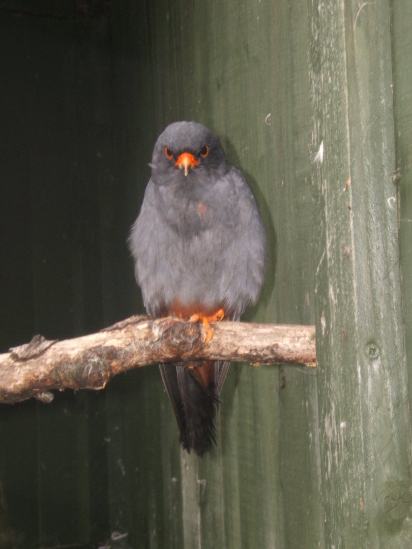 27/5/017 Red-footed Falcon