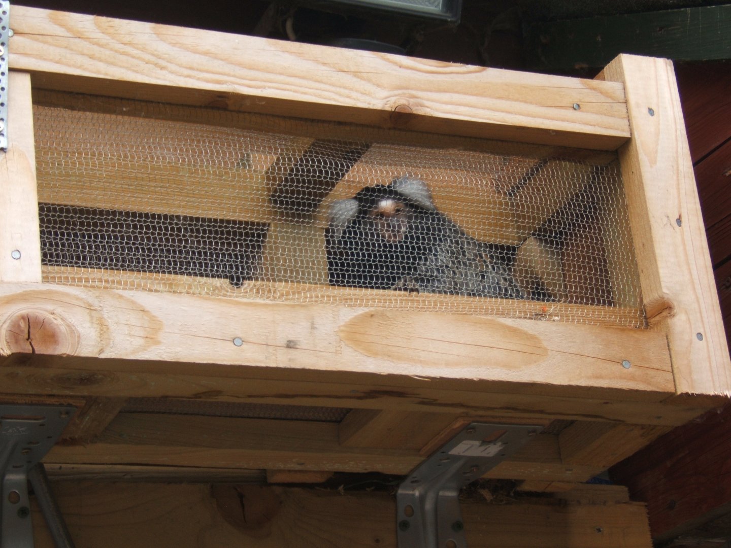 27/5/2017 Common Marmoset